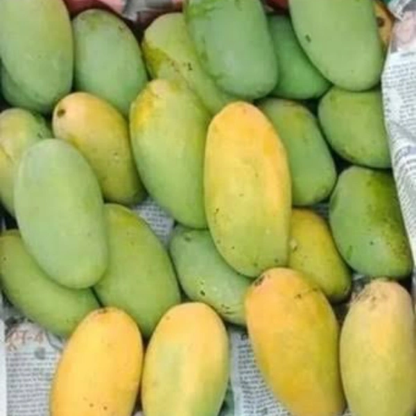 आम दशेरि - Dasheri 1 kg