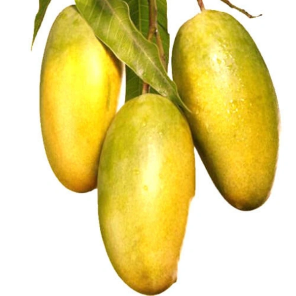 आम दशेरि - Dasheri 1 kg