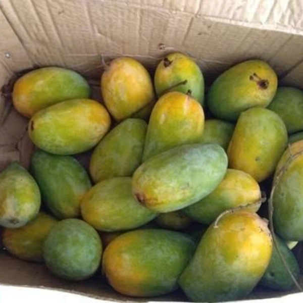 आम केसर - kesar 1 kg