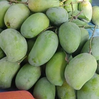 आम केसर - kesar 1 kg