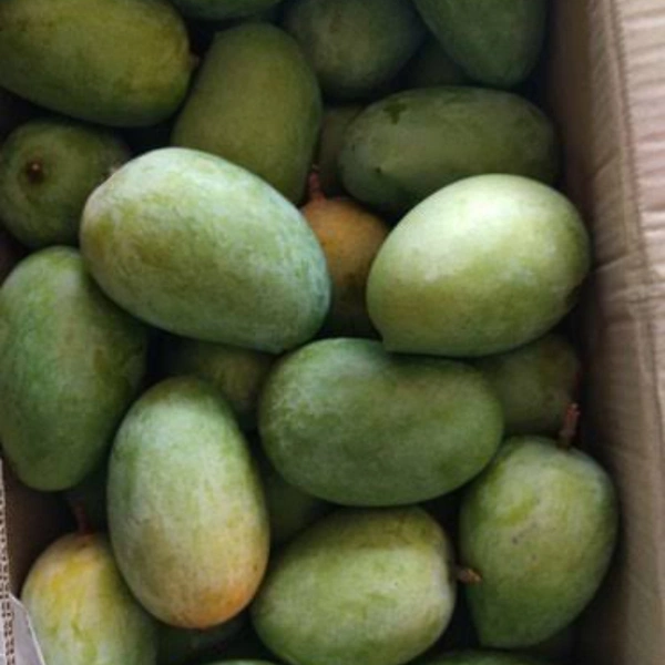 आम केसर - kesar 1 kg