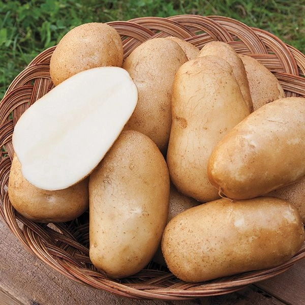 Potato - 1 KG