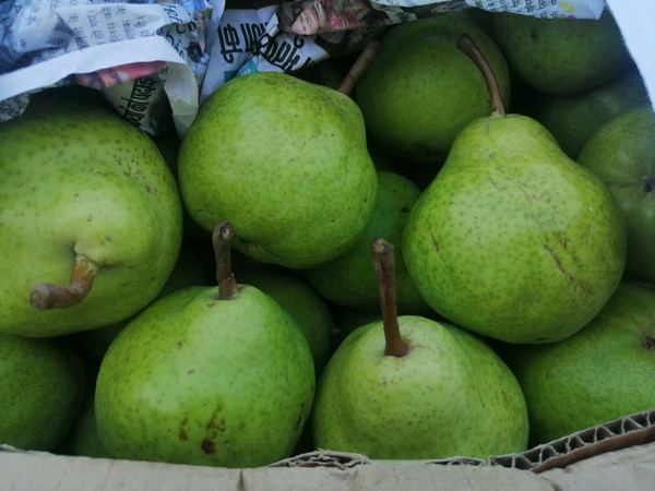 Pear Green (Babbugosha) - 1 KG