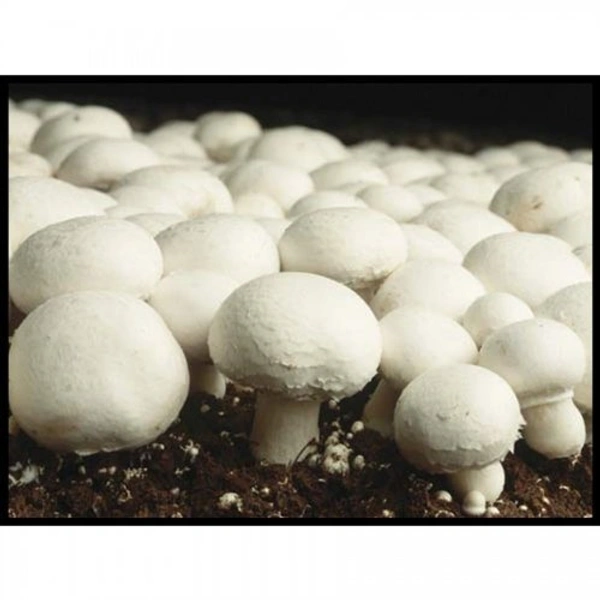 Mushroom Button - 1 Box (200 GM)