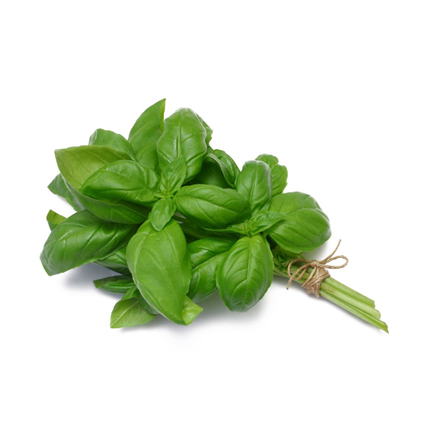 Sweet Basil Italian Leaves