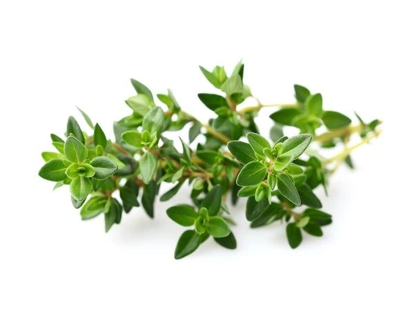 Thyme Fresh - 50 GM