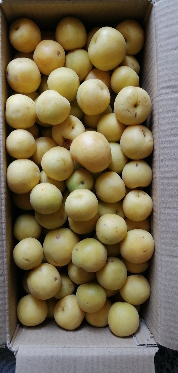 Apricot White - 250 GM