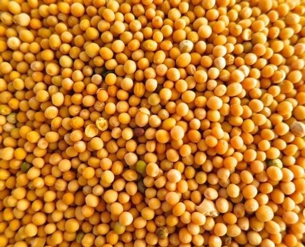 Yellow Mustard Seed(হলুদ সর্ষে) - 100g