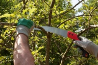 Md Enterprise PRUNE CHROMIUM KARAVTI* - green, ⭐⭐⭐⭐