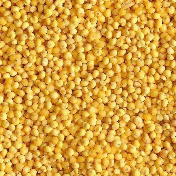 Yellow Jowar - పచ్చ జొన్నలు - 1 kg