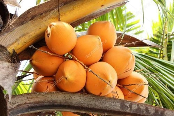 இளநீர் சிகப்பு  - 1
