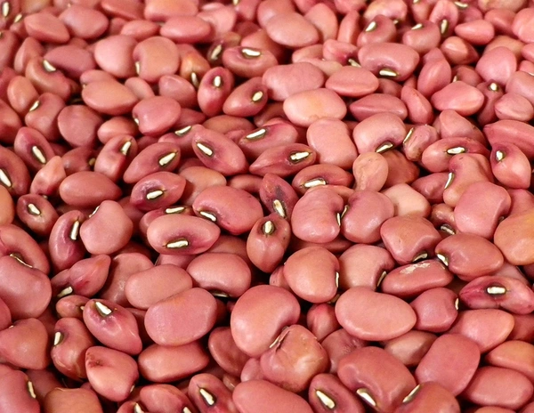 பெரும் பயறு ,Real Beans 