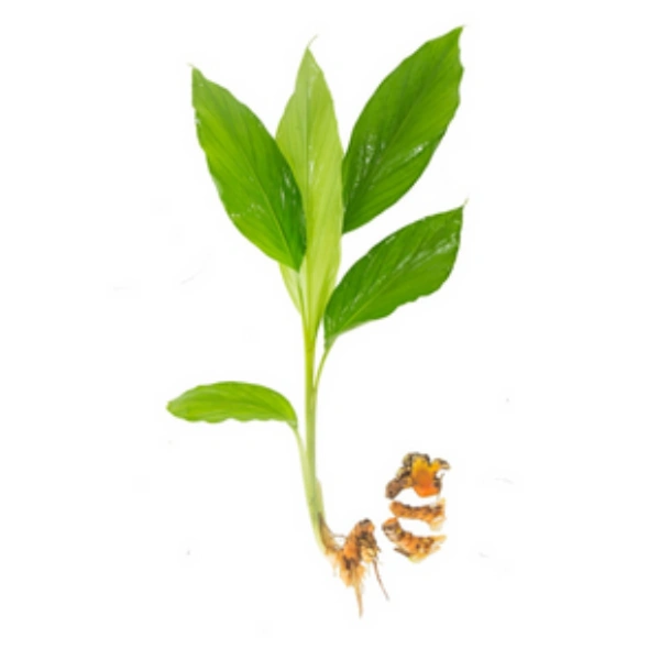 MANJAL KOTHU (SMALL)
