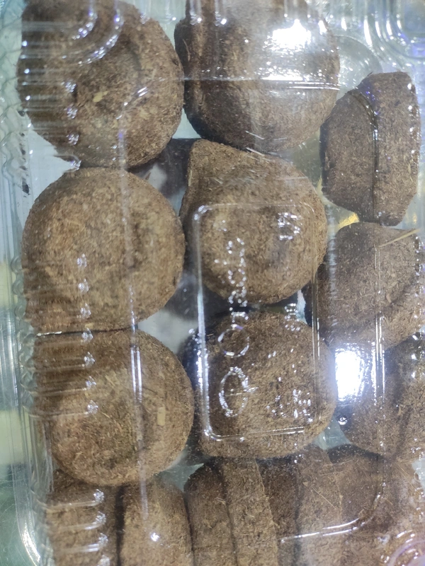 panchagavya diya