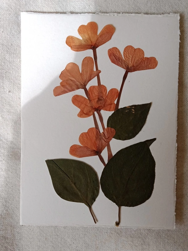 Dry Flowers Art Greeting Card - 5