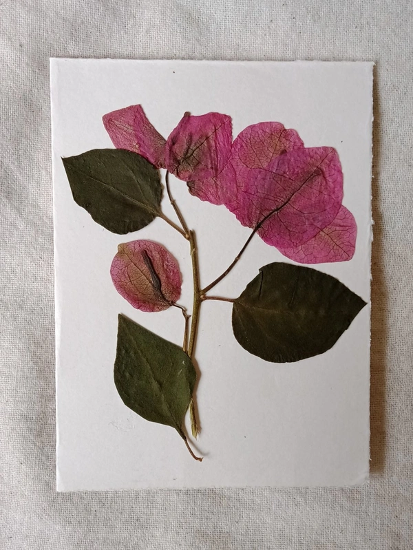 Dry Flowers Art Greeting Card - 6