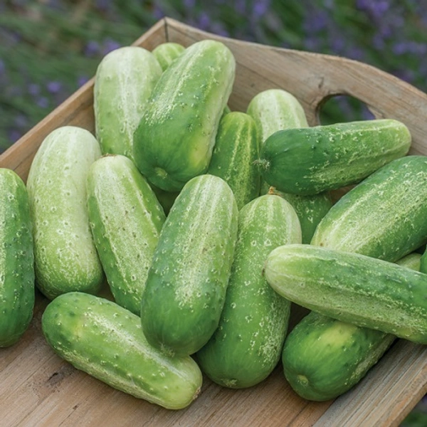 Cucumber,500g