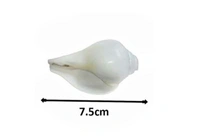White Shankh - Free Home Delivery , white , set of 2