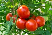 Tomato/ टमाटर - Free shipping , 1kg