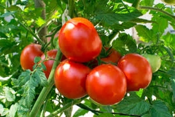 Tomato/ टमाटर - Free shipping , 1kg
