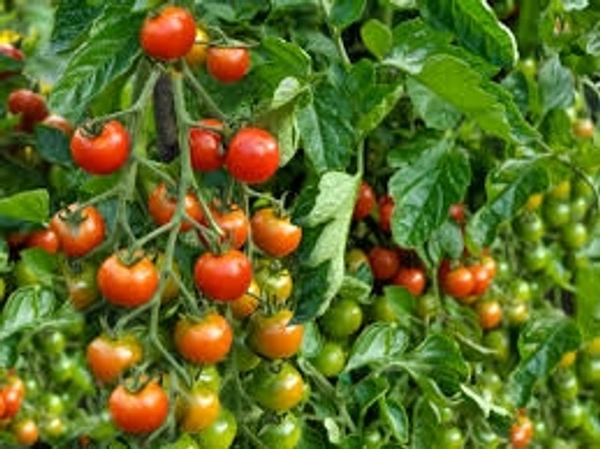 Tomato/ टमाटर - Free shipping , 1kg