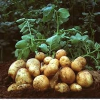 Patoto/ आलू - Free shipping , 1kg