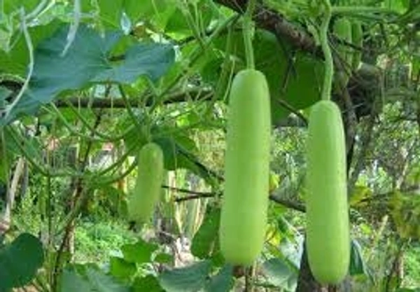 Bottel Gourd/लौकी - Free shipping , 1kg