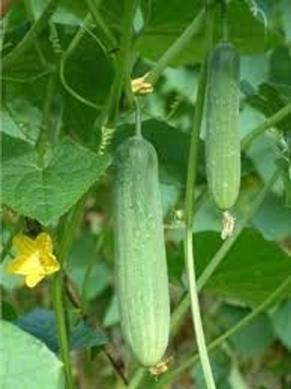 Cucumber/खीरा,ककड़ी - Free shipping , 1kg