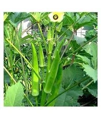 Ledy Finger/भिंडी - Free shipping , 1kg