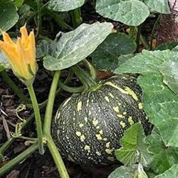 Pumpkin/ कद्दू - Free shipping , 1kg