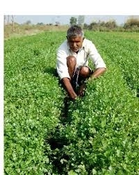 Coriander /धनिया - Free shipping , 100g