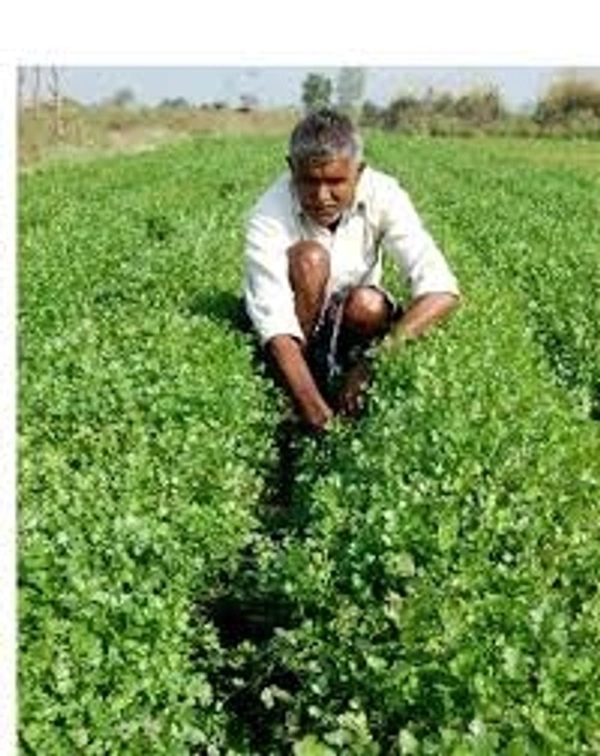 Coriander /धनिया - Free shipping , 100g