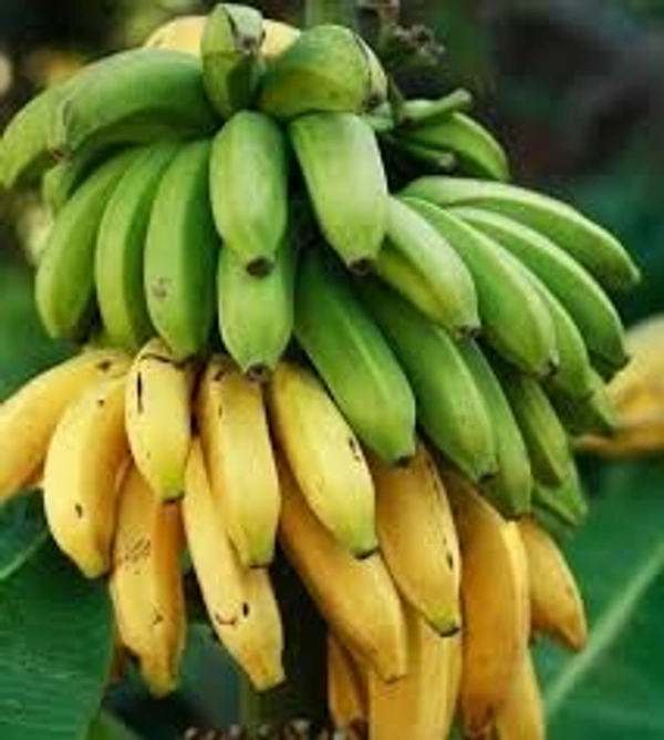 Banana/केला - Free shipping , 12pcs/1dozen