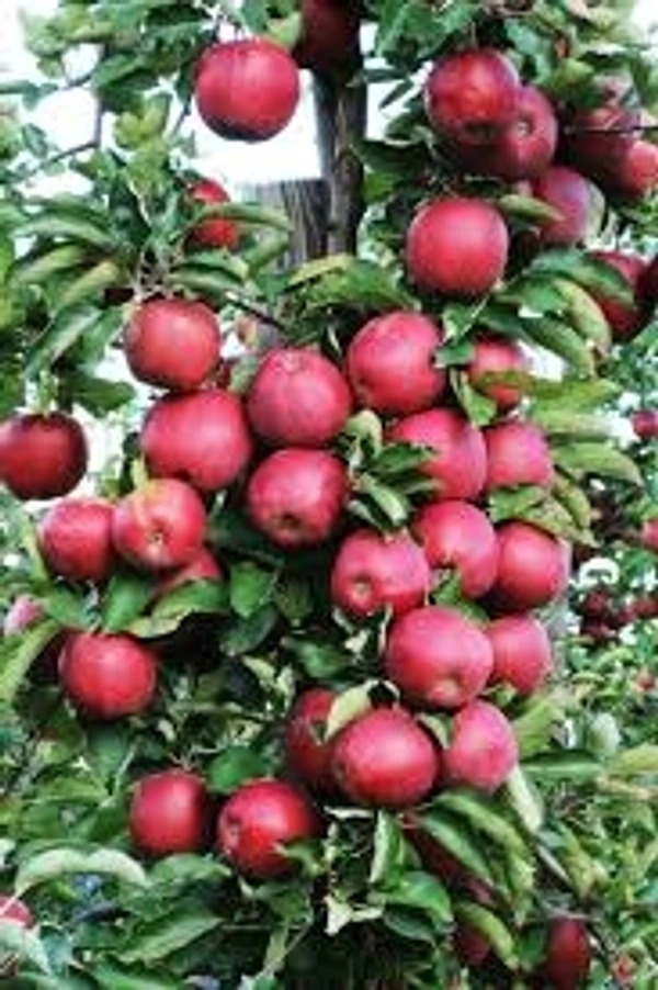 Apple/सेव - Free shipping , 1kg