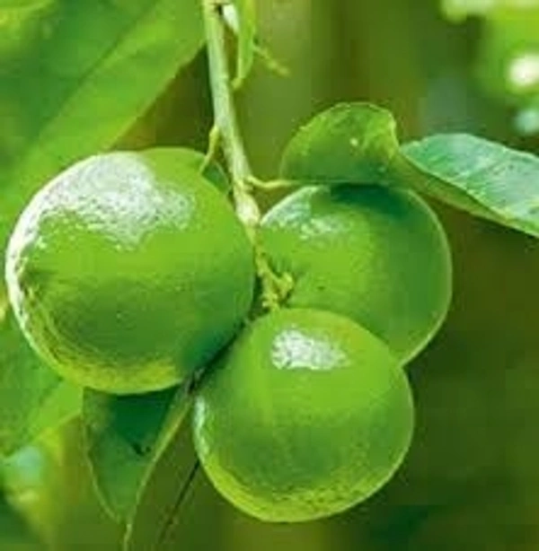 Lemon/नींबू - Free shipping , 6, 6pcs