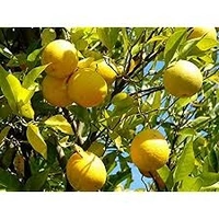 Lemon/नींबू - Free shipping , 6, 6pcs