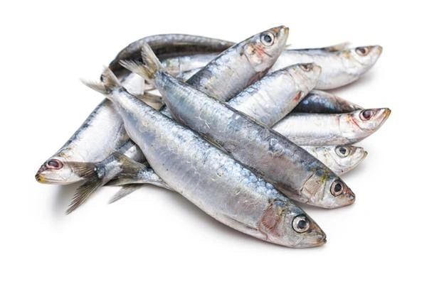 SARDINE - 1 KG