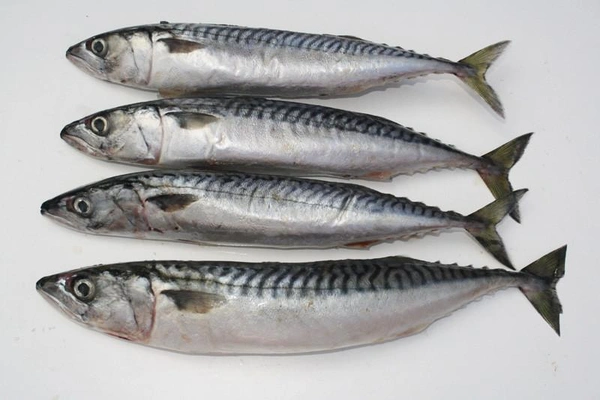 MACKEREL - 1 KG