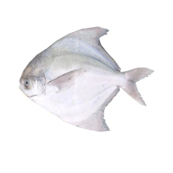POMFRET SILVER - 1 KG
