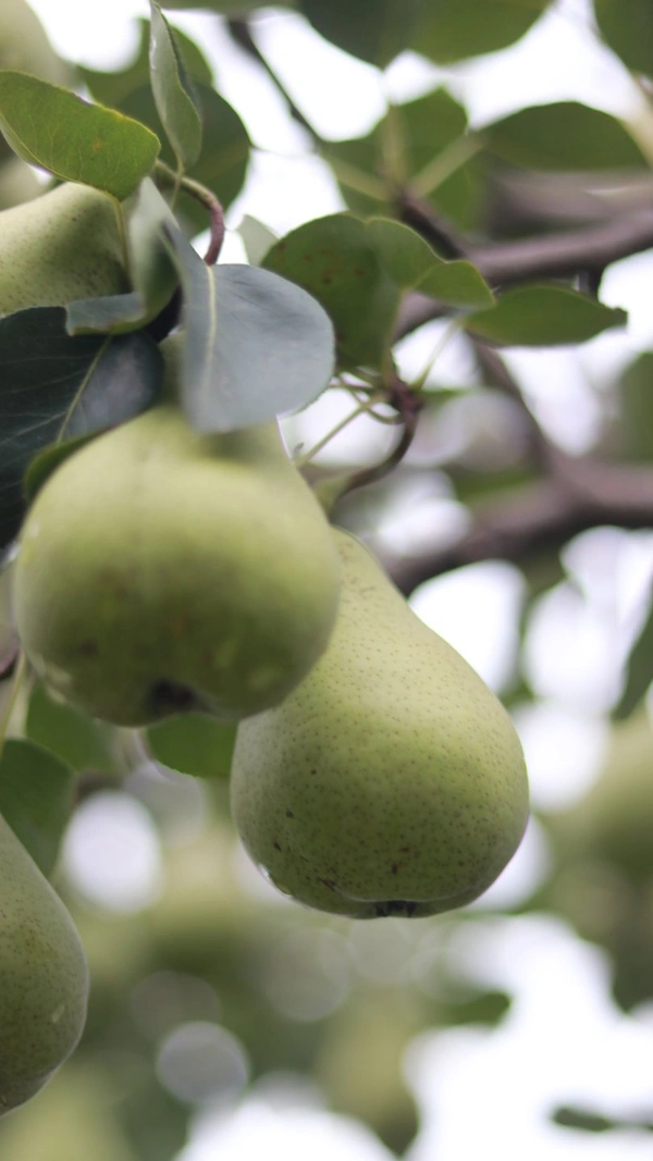 Pears Box - Pekham Variety - 5 kg