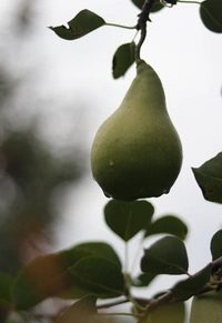 Pears Box - Pekham Variety - 5 kg