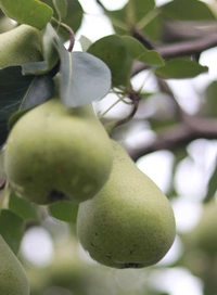 Pears Box - Pekham Variety - 5 kg