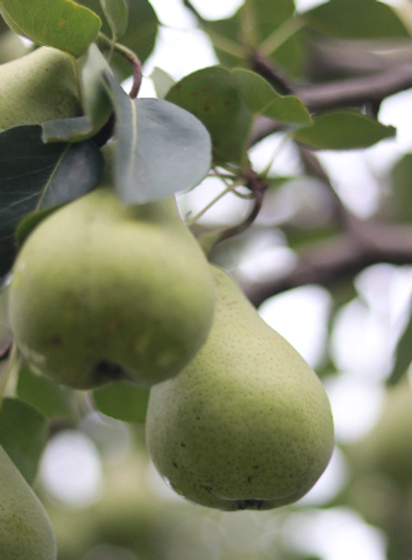 Pears Box - Pekham Variety - 5 kg