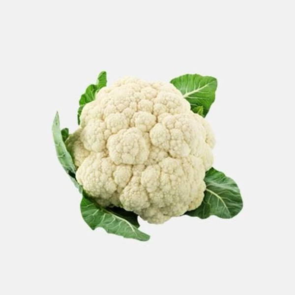 Cauliflower/Fulcopi- Big Size - 1pcs