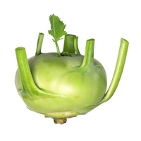 Oal Kopi/Turnip - 1kg
