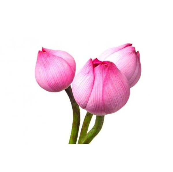 Lotus Pink  Fresh - 1Pcs (1stem)