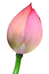 Lotus Pink  Fresh - 1Pcs (1stem)