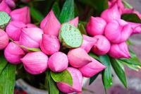 Lotus Pink  Fresh - 1Pcs (1stem)