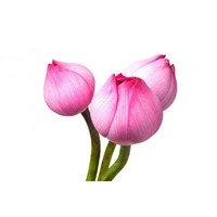 Lotus Pink  Fresh - 1Pcs (1stem)