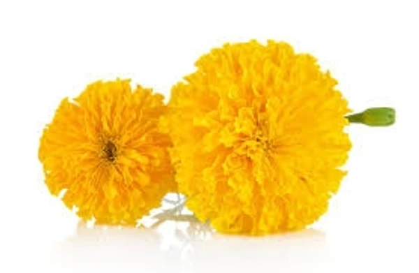 Marigold Flower Yellow - 100g